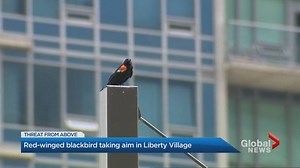 Bird attacks unsuspecting pedestrians in Liberty Village