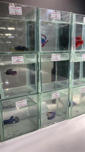 Live Betta Fish Stream: Dive Into the Underwater World