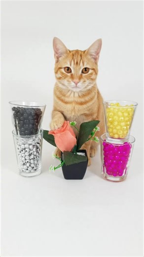 Very satisfying to watch | 28 #oddlysatisfying #satisfying #asmr 28