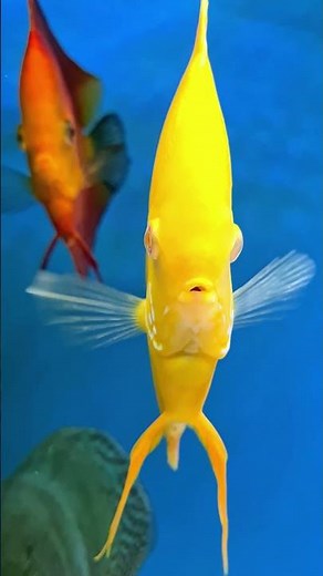 Just a high quality discus fish from all angles. #beautiful