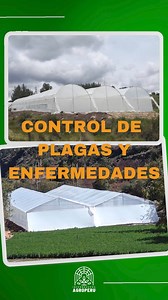 #PRODUCE LOS 365 DÍAS DEL AÑO #invernaderosagroperu ¡Transforma tu agricultura con nuestros invernaderos… Integrales… #Beneficios de una agricultura protegida: ✔️ Producción durante todo el año: Los invernaderos permiten cultivar durante los 365 días del año, independientemente de las estaciones. Esto proporciona a los agricultores una mayor flexibilidad en la planificación de cultivos y les permite satisfacer la demanda del mercado de manera más constante y con productos de calidad. ✔️ Control 