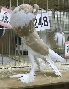 English Pouter - Alchetron, The Free Social Encyclopedia