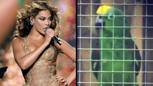 Parrot delivers stunning rendition of Beyoncé hit