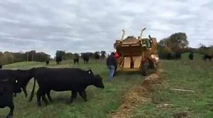 Showing off the new Haybuster Manufacturing 2665 Bale Processor! Happy, happy cows! | Farm Depot | Facebook