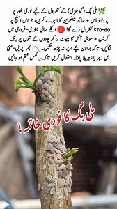 #MealybugControl #PestControl #AgricultureTips #SmartFarming #CropProtection #MealybugSpray #FarmersGuide #OrganicFarming #MealybugSolution #FarmingTechniques #ملی_بگ #زرعی_تحفظ #فصلوں_کی_دیکھ_بھال #جدید_زراعت #کیڑوں_کا_کنٹرول #کاشتکار_گائیڈ #بہترین_سپرے #حفاظتی_زرعی_تکنیک #ملی_بگ_کا_حل | 𝗞𝗜𝗦𝗔𝗡 𝗖𝗔𝗥𝗘