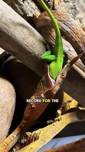 Meet the Malagasy Leaf Nosed Snake, found only in Madagascar — and yes, that nose is exactly as stra
