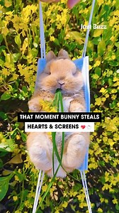 This bunny’s got no chill — eating, dancing, messing up everywhere. Stop scrolling, start watching 🐰🔥 | Just Buzz