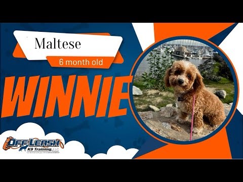Best Maltese Dog training | Hollister | Winnie 