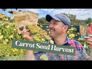 How To Harvest Carrot Seeds. NOT SO HARD.