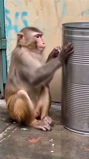 Heartbreaking Moment: Mother Monkey Put Her Baby in a Bin? | Animal Behavior Explained