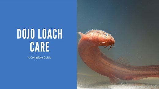 Dojo Loach Care - A Comprehensive Guide