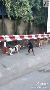 18K views · 1K reactions | VIETNAM: DOG MEAT DOGS FOR RANSOM Everyday...