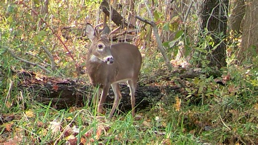 Pa. Senate approves bill on Sunday hunting which may impact upcoming hunting seasons