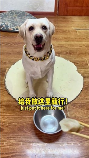 这狗子怎么还不让我吃饺子了？！Why won't this dog let me eatdumplings?!#搞笑汪驾到#萌寵#寵物#搞笑#拉布拉多 #doglover #Labrador