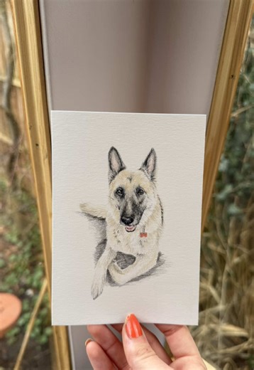 Introducing Barret: Stunning German Shepherd Portrait