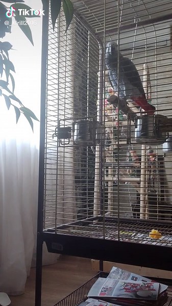 African Grey Parrot: Playful Behavior Inside Cage