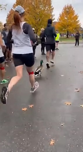 Duck Joins the Marathon Fun! Watch as a duck joins runners in a marathon, spreading joy! #fblifestyle #AI Generated using Kling AI . . . (For entertainment purposes only. Consult professionals if guidance on activities is presented. No brand affiliation is implied if any are shown. If inspired by true events, creative adaptations may be included. Content may include public footage.) | Fabiosa Daily