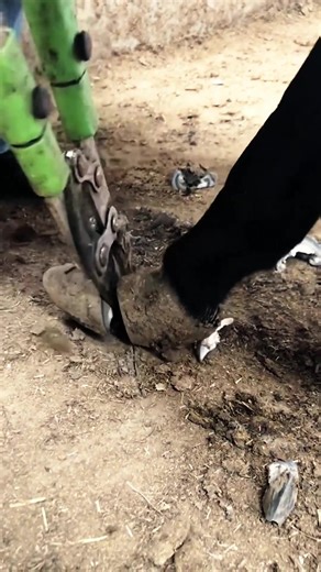 Hoof Care Essentials for Horses: Farrier Routine Explained