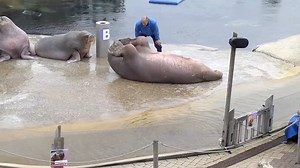 78K views · 786 reactions | When you're bulking but still working on the abs. | bulk | Facebook