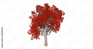 Tree with red leaf growing animation sequence. Tree growth animation concept.