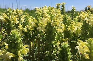 The first in our new native plant series: Get to know Wood Betony. | Forest Preserve District of Will County