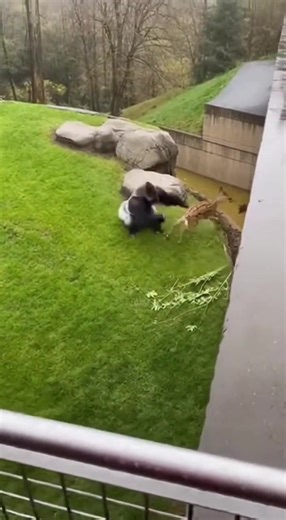 Deer Slips Off Zoo Ledge and Falls Into Gorilla Habitat; Surprised Gorilla Reacts With Childlike Excitement Portland, OR — Visitors at a local zoo were stunned Saturday when a young deer wandering along an upper walkway lost its footing and tumbled into the gorilla enclosure below. The unexpected fall, captured on a visitor’s cellphone, led to a surprisingly gentle and almost playful reaction from the resident gorilla. The video begins with the deer cautiously stepping along a narrow, wet ledge 