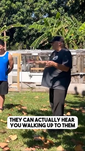 Did you know that even though giant tortoises have terrible hearing, they can still hear through the ground? Tortoises can feel the ground vibrate and know when you're walking up to them 🐢 | Florida Iguana and Tortoise Breeders