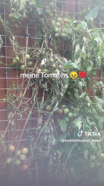 Tomatenrettung: Tipps gegen Kraut- und Braunfäule
