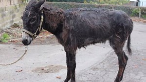 51K views · 5.7K reactions | Meet Lucy. She is just at the start of her journey with us. Please send her your love and support and please take a read of her story so far... www.thedonkeysanctuary.org.uk/blog/little-donkey-with-lion-heart | The Donkey Sanctuary | Facebook