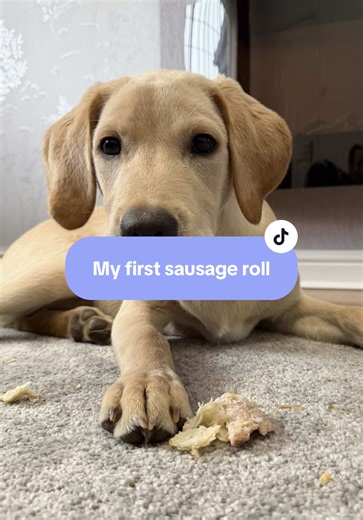 My Love for Labrador Puppies