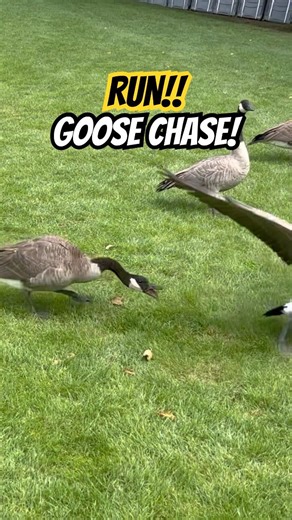 RUN!! GOOSE CHASE!