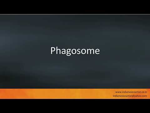 Pronunciation of the word(s) "Phagosome".