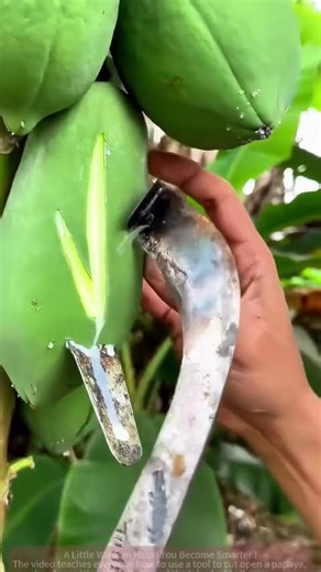 Beginner-Friendly Papaya Cutting! Watch the Technique, Juice Flows Out!