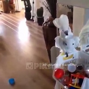 Un perroquet très drôle