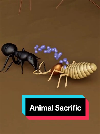 The Exploding Ant: Nature's Unexpected Defense Mechanism