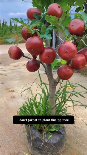 90K views · 673 reactions | Dwarf fig tree | SRK | Facebook