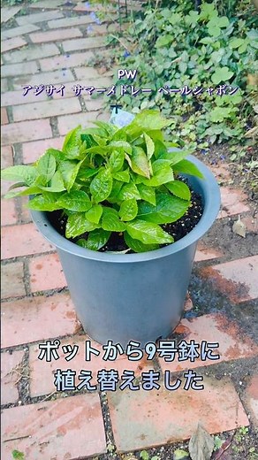 PW アジサイ サマーメドレー ペールシャボン #アジサイ #紫陽花 #植え替え #ガーデニング
