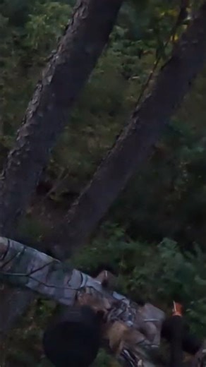 Deer neck shot. Excalibur crossbow INSANE ACCURACY. Instant death.