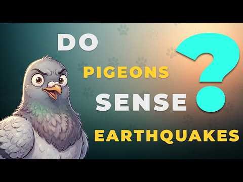 Do Pigeons Sense Earthquakes
