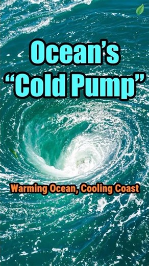 Ocean’s “Cold Pump”: 🌊 Warming Ocean, Cooling Coast #climatechange #oceanography #globalwarming