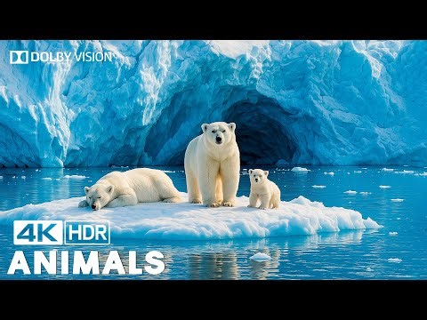 Arctic Wildlife 4K | Incredible Animal Journeys Across the Frozen North