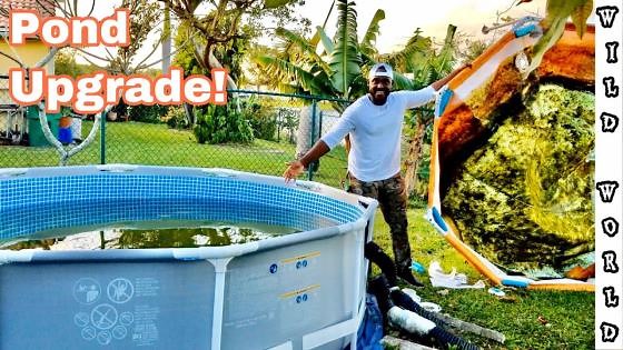 Mini Pool Pond Transformation for Monster Catfish