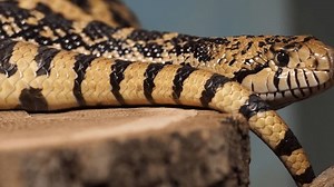 Pacific Gopher Snake Coast Gopher Snake Stock Footage Video (100% Royalty-free) 3574184617 | Shutterstock