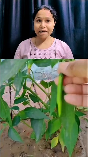 Perugu thodu pettadam trick ✅ #explorepage #viralvideo #trendingreel #telugureels #kumudinikunisetty | Kumudini Kanth