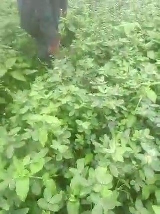 17 reactions | Groundnut is a leguminous crop that helps fix nitrogen into the soil It's good to rotate the legumes with other crops Leguminous crops are groundnut Beans, soyabeans etc They are use to replenish the soil Crop rotation is essential to maintain a natural farm system | Farmvilla Resource Centre | Facebook