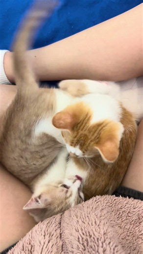 Play fighting kitties 😅🥹