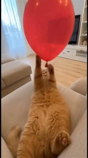 Cat rattle after the ballon exploded #cat #cute #animals #kitten #funny #cutecat