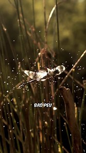 90K views · 8K reactions | Le meilleur prédateur du monde est en fait une prédatrice que l'on admire tous pour sa beauté : La Libellule ! 烈 #libellule #dragonfly #insecte #insect #insectes #animaux #moustique #predateur | Kumo | Facebook