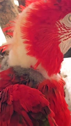 Macaw care and love ❤️ please follow and share to help more birds 🐦
