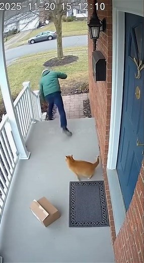 CCTV: Delivery Guy Tries to Pet a Cute Cat… and Instantly Regrets It 😭🐱💥 #meowgicai #catshorts